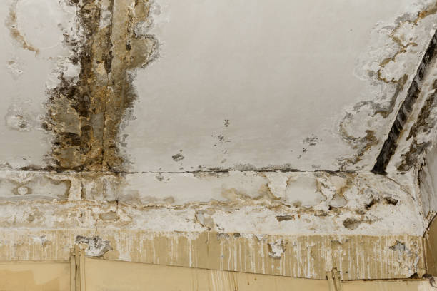 Best Environmental Consulting for Mold Prevention  in Kane, PA