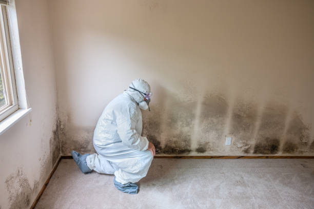 Best Mold Prevention Services  in Kane, PA