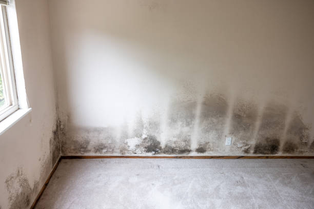 Forensic Mold Investigation in Kane, PA