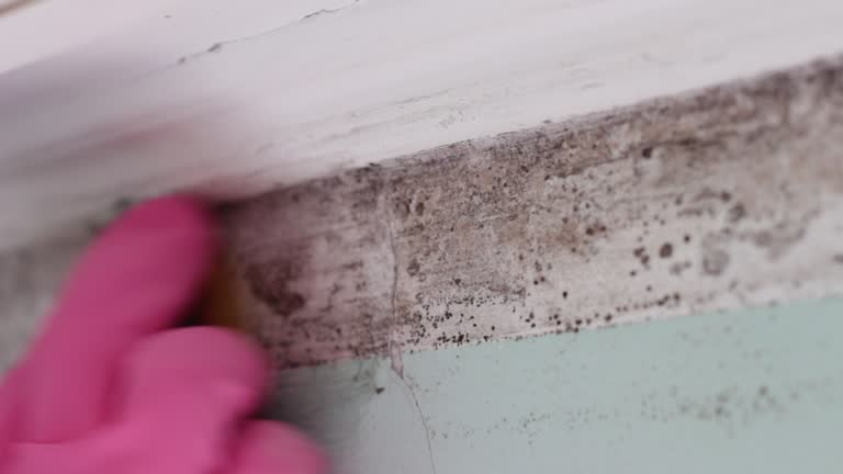 Best Emergency Mold Remediation  in Kane, PA